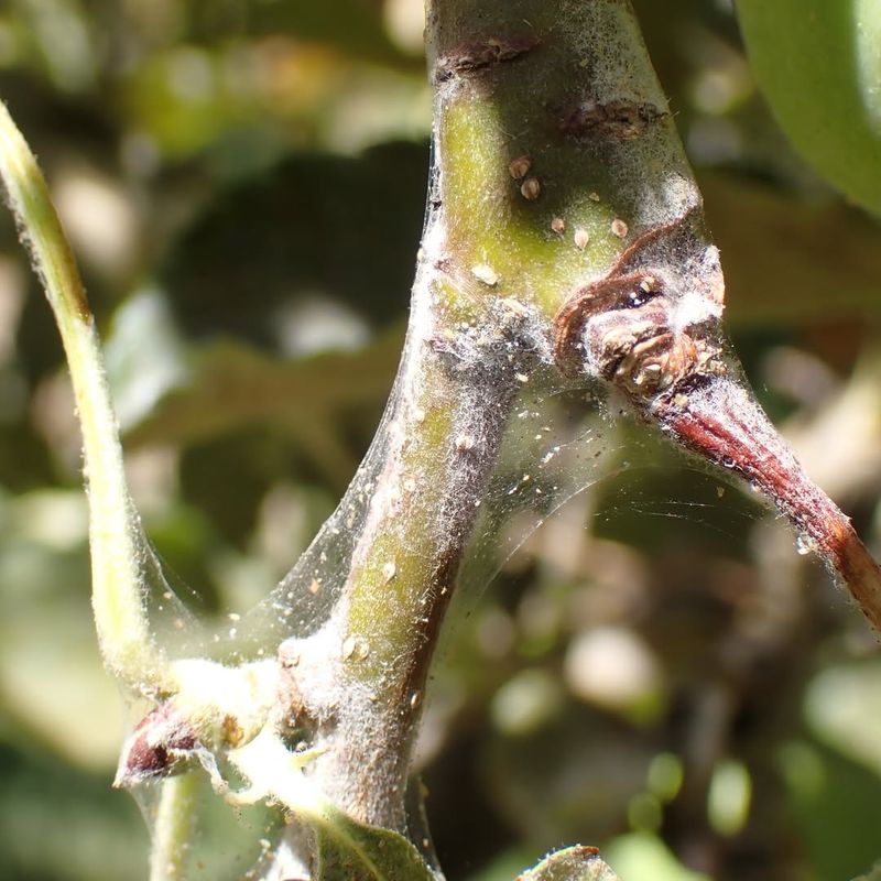 Spider Mites Explode In Hot, Dusty Weather