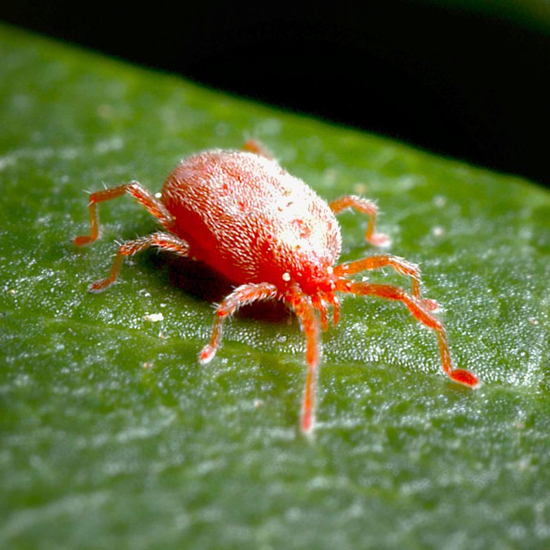 Spider Mites Spider Mites