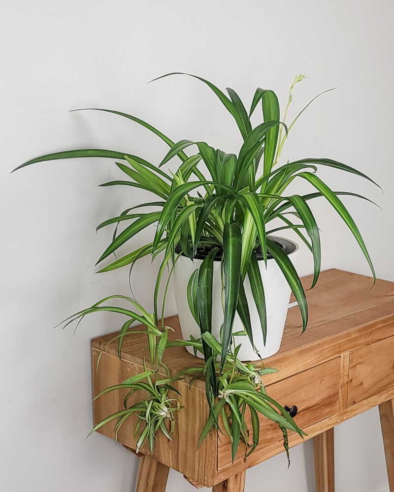 Spider Plant