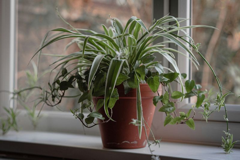 Spider Plant Spider Plant
