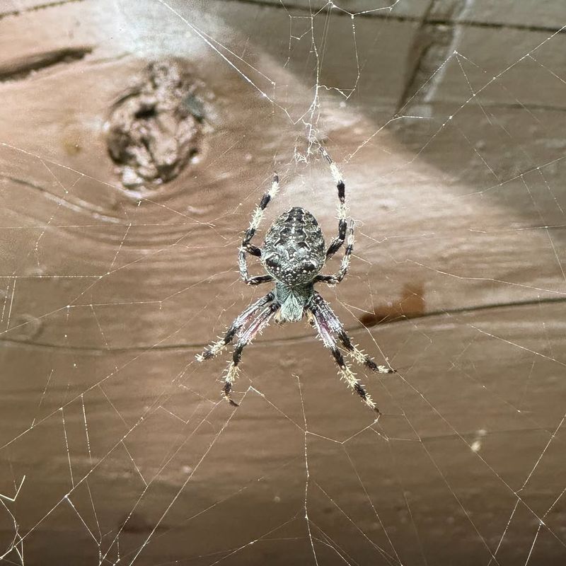 Spiders
