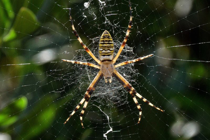 Spiders Spiders