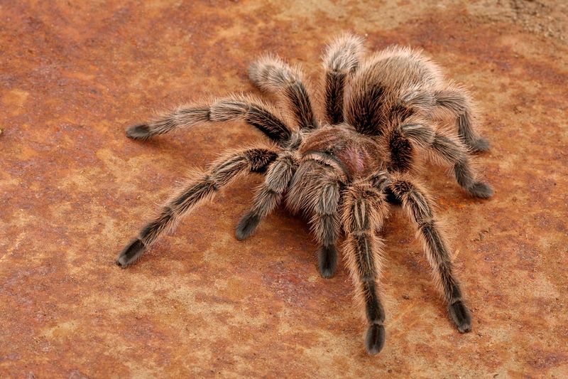 Spiders And Tarantulas