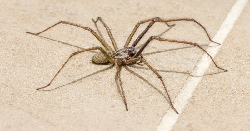 Spiders