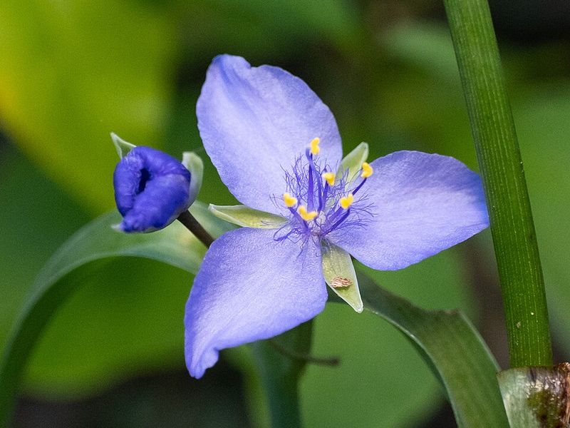 Spiderwort Keeps Part Sun Plantings Fresh And Easy