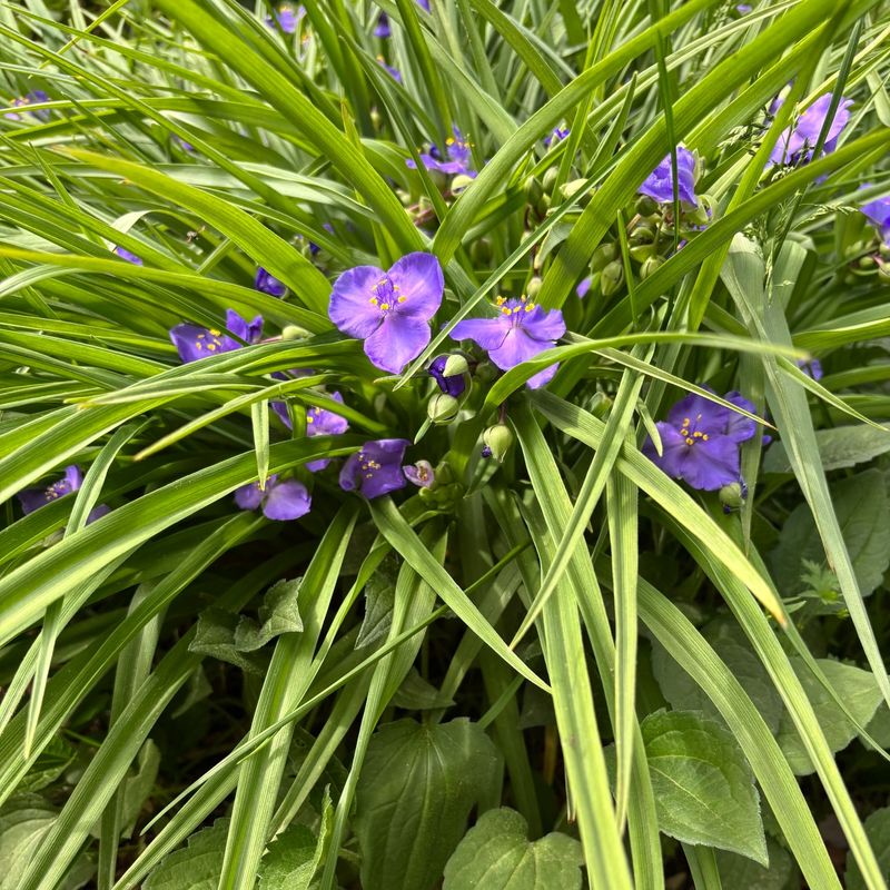Spiderwort Spiderwort