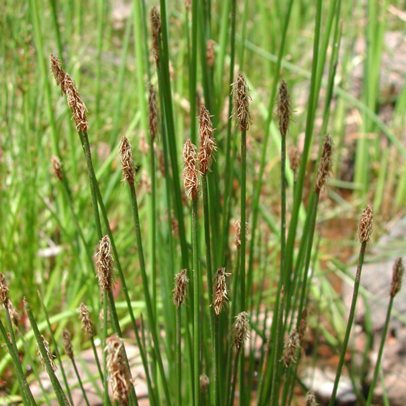 Spikerush Holds Wet Soil Edges