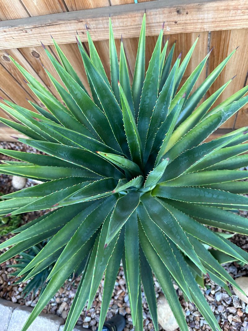 Spiky Plants Create Instant Drama Spiky Plants Create Instant Drama