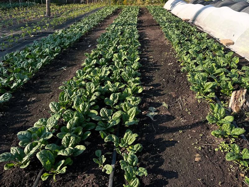 Spinach