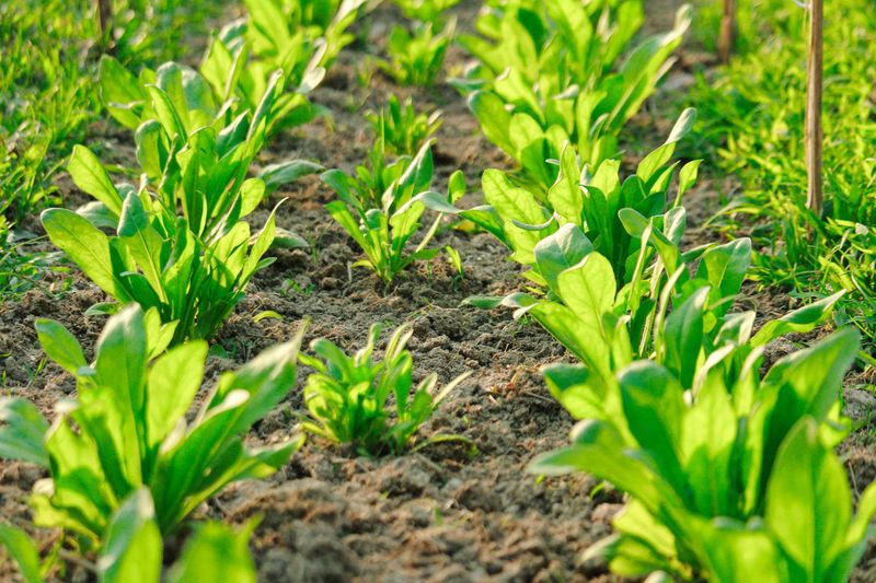 Spinach