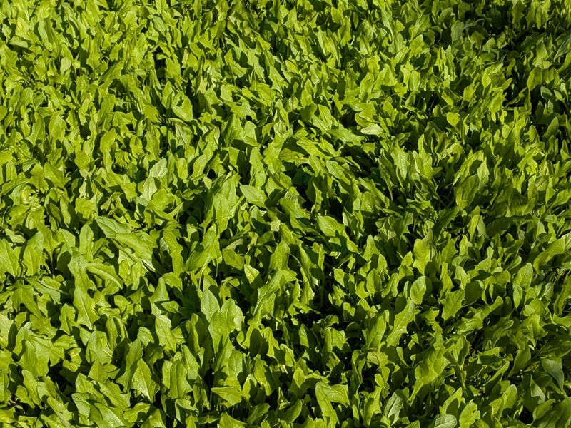 Spinach