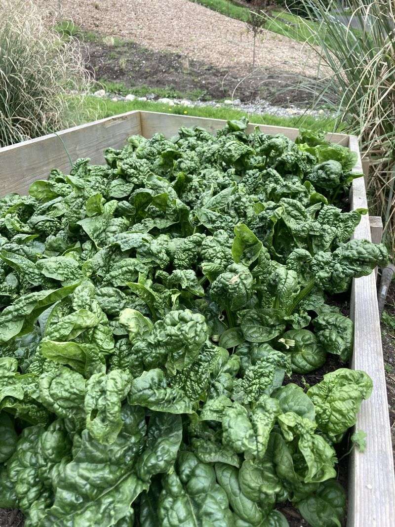 Spinach Makes A Strong Fall Comeback