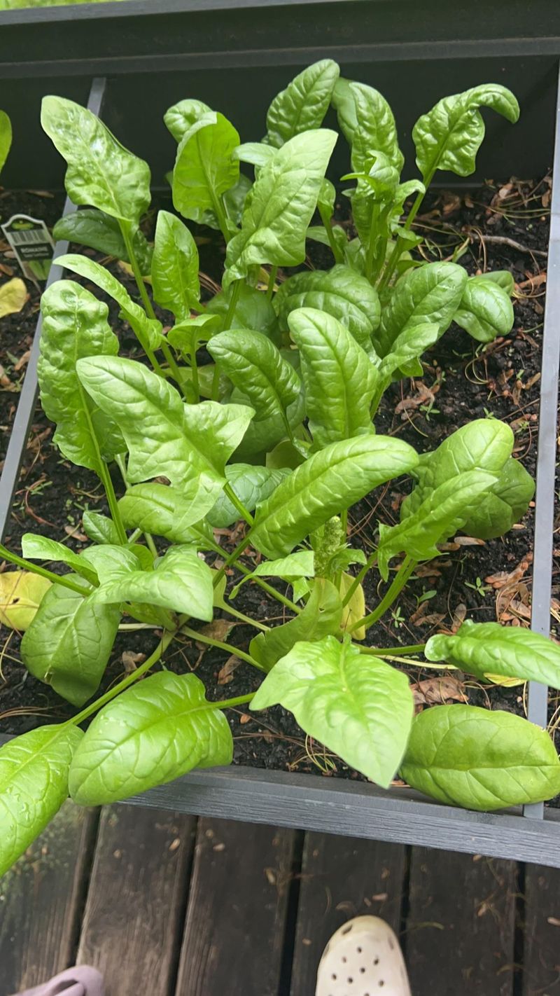 Spinach Produces Leaves In Cooler Shade Spinach Produces Leaves In Cooler Shade