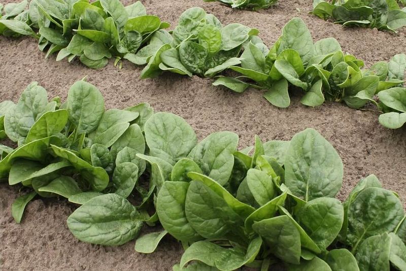 Spinach (Spinacia Oleracea)