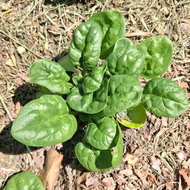 Spinach 