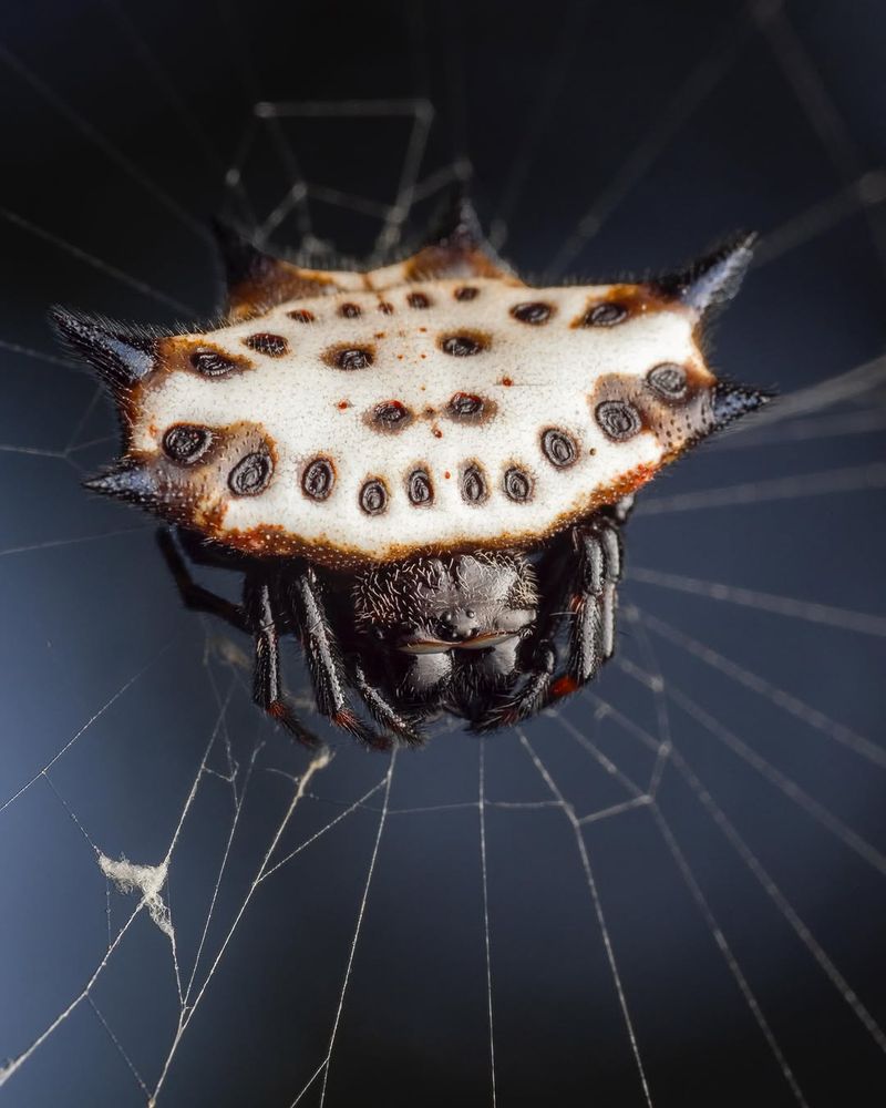Spiny Orb-Weaver (Gasteracantha Cancriformis)