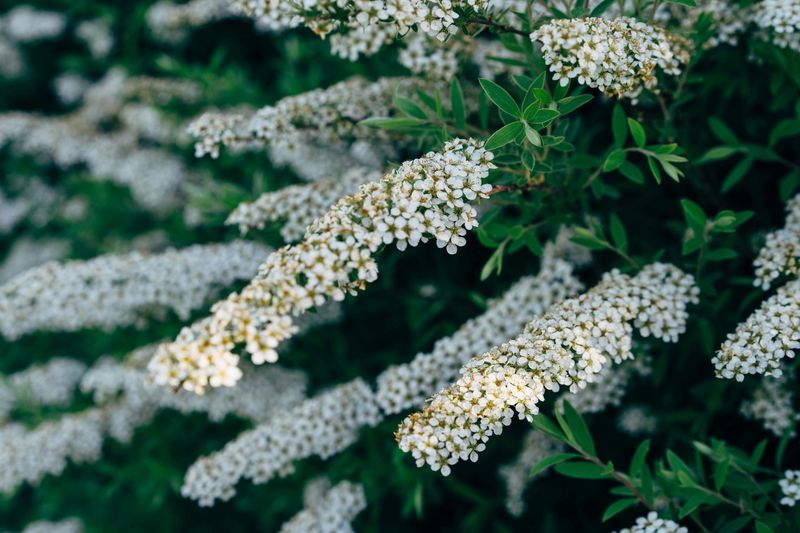 Spirea Blooms Hard In Spring And Asks For Almost Nothing