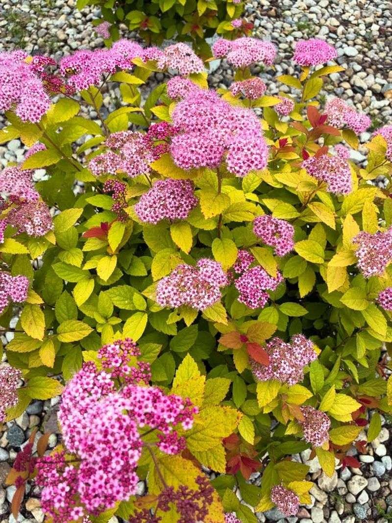 Spirea Gives Borders Shape Without The Boxwood Fuss