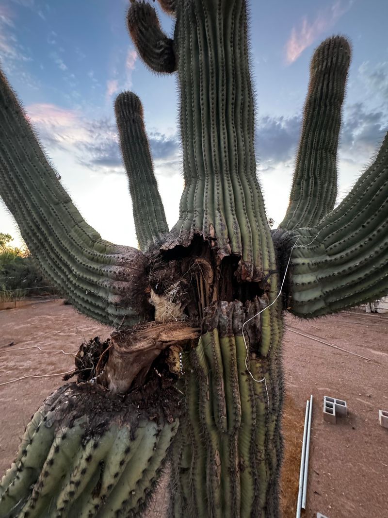 Split Areas Where Arms Join The Cactus Split Areas Where Arms Join The Cactus