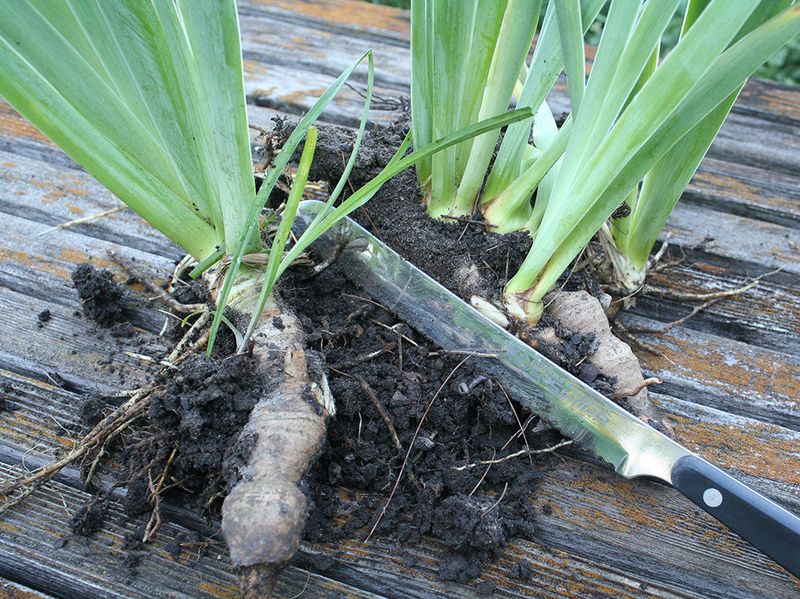 Split Each Clump Into Healthy Sections