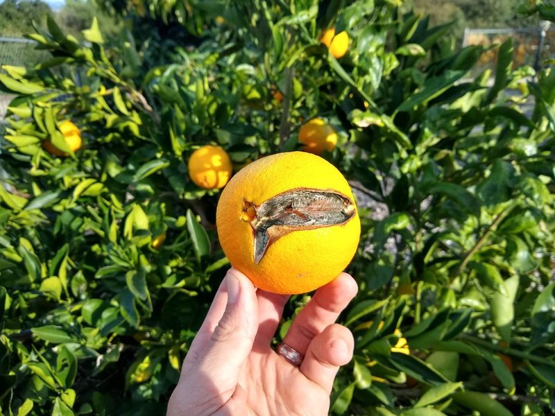 Split Fruit Should Come Off The Tree Fast Split Fruit Should Come Off The Tree Fast