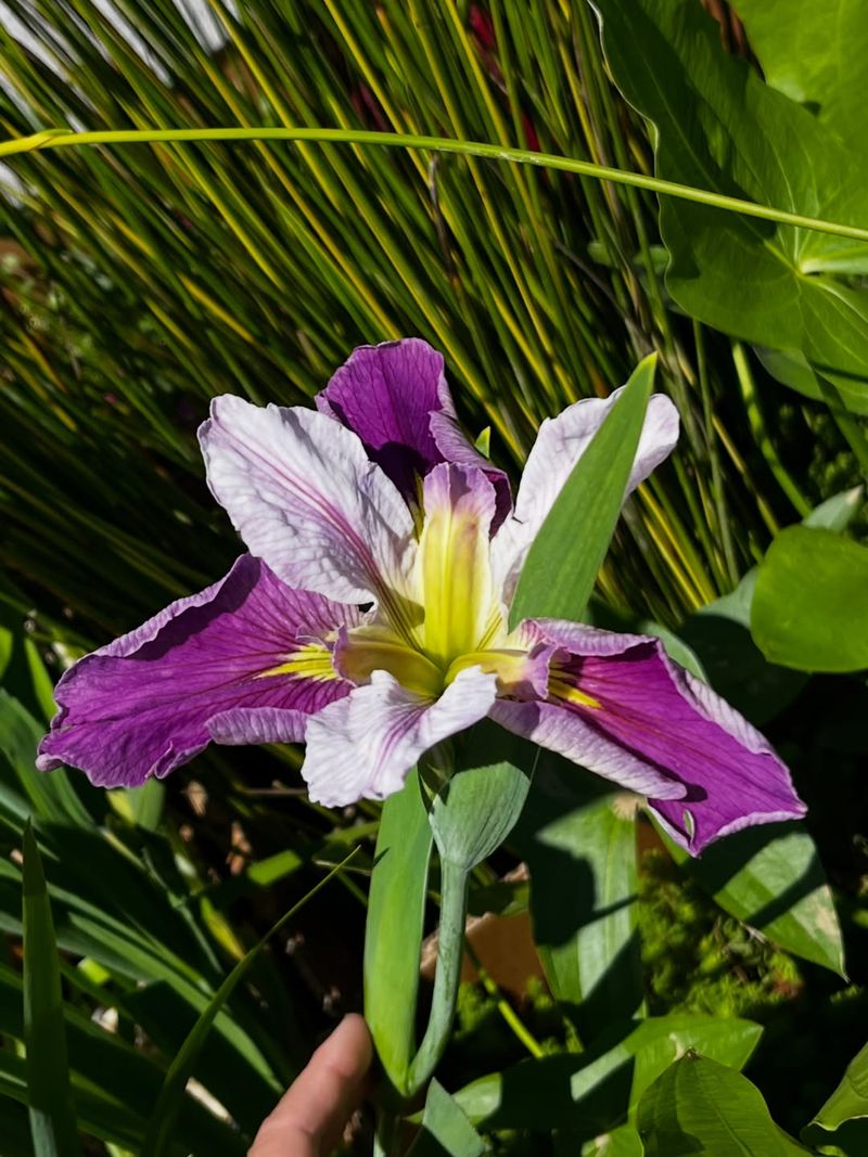 Split Louisiana Iris Where Moist Beds Need More Color