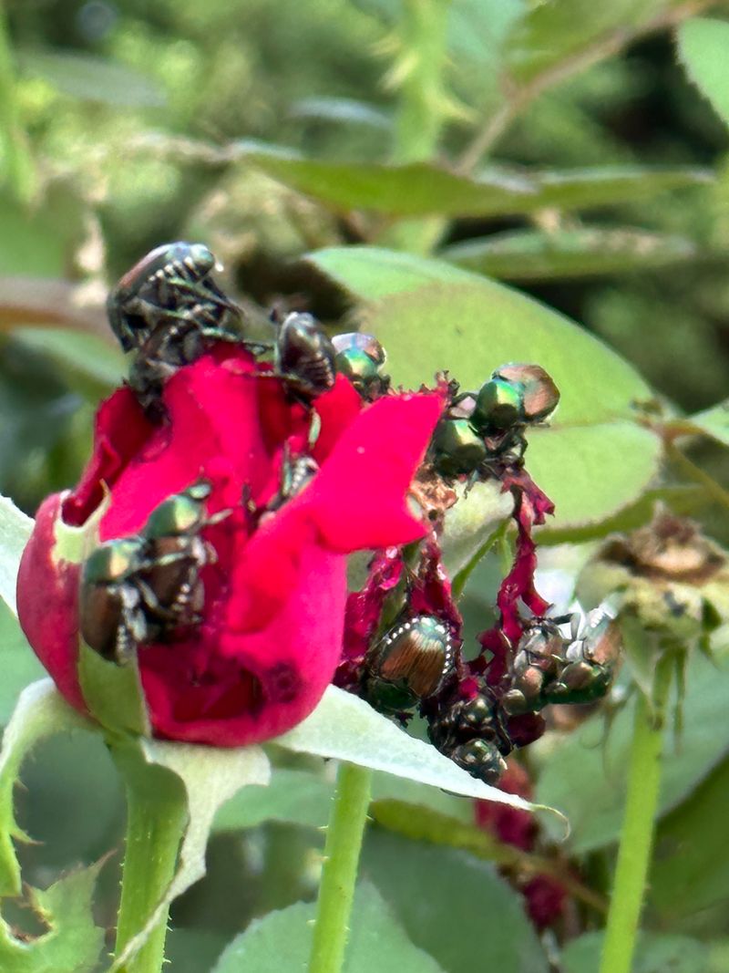 Spoiler Alert: It’s Roses