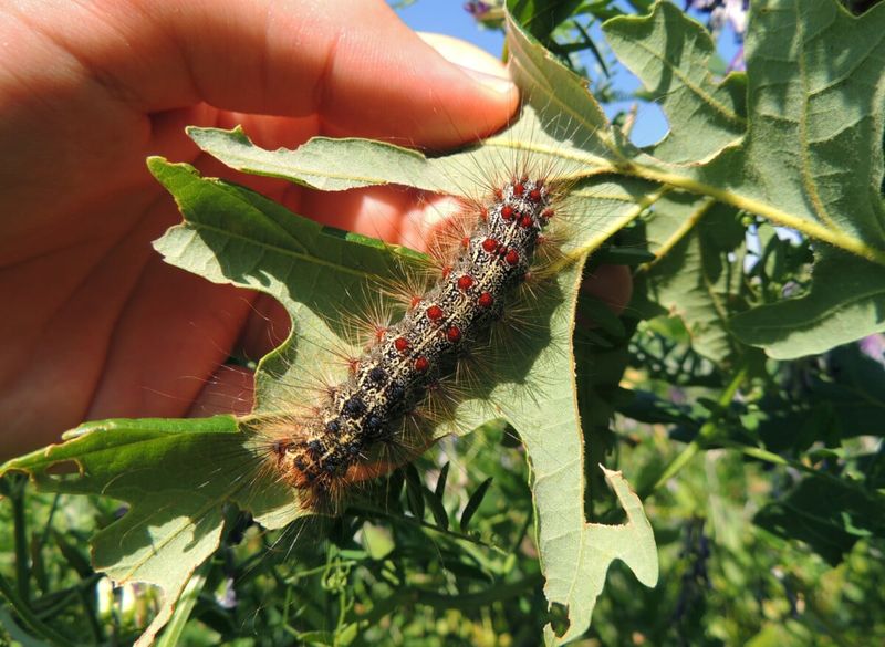Spongy Moth Has Not Taken Hold In Oregon