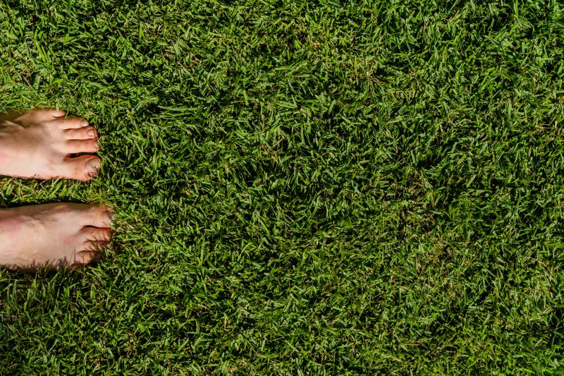 Spongy Or Bouncy Feel When Walking On Lawn Spongy Or Bouncy Feel When Walking On Lawn