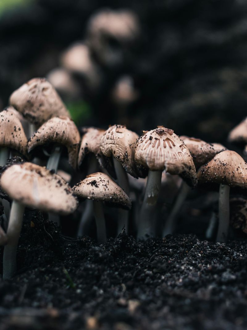 Spore Banks Already In The Soil Explain Why Mushrooms Keep Coming Back