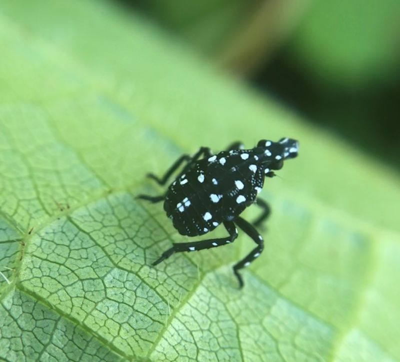 Spot Black Nymphs With White Dots Spot Black Nymphs With White Dots