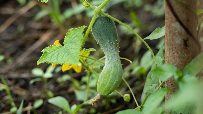 Spot Misshapen Or Bitter Cucumbers Spot Misshapen Or Bitter Cucumbers
