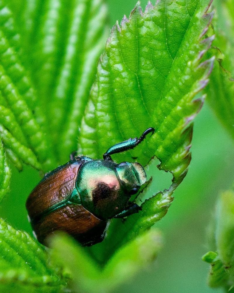 Spot Shiny Green And Copper Adults