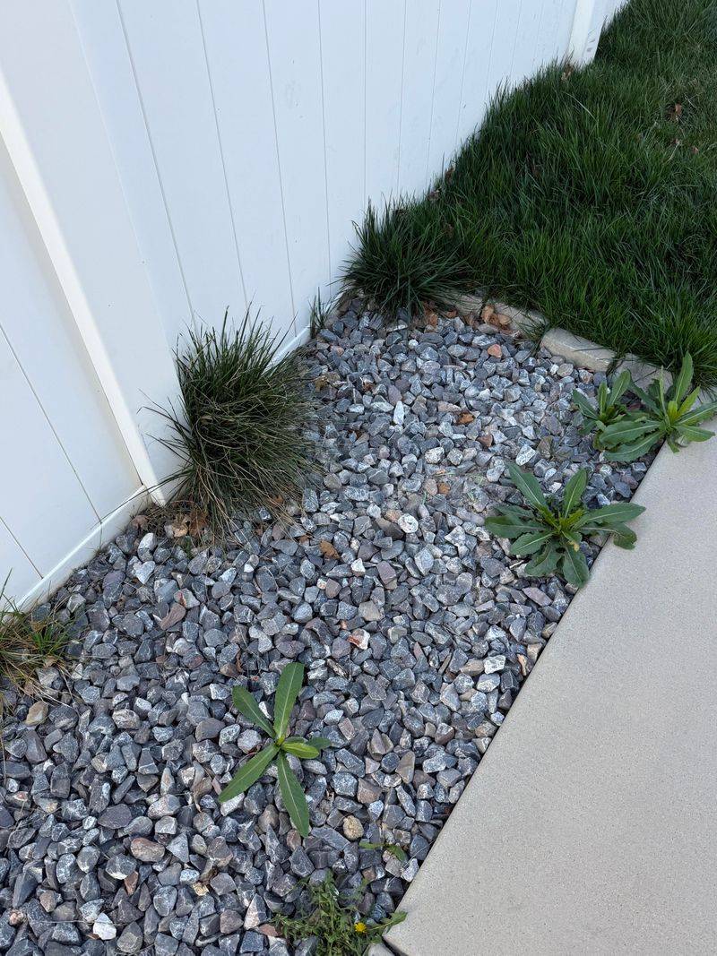 Spot Treat Actively Growing Weeds Spot Treat Actively Growing Weeds