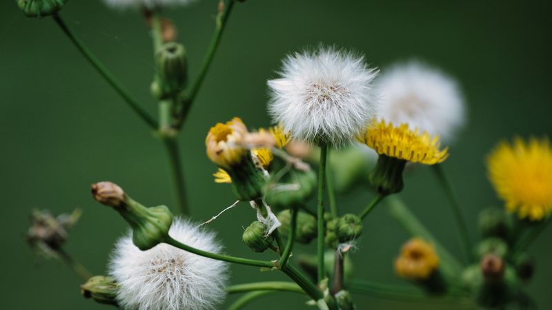 Spot-Treat Weeds Before They Seed