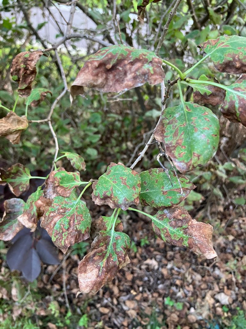 Spot Water Soaked Leaf Marks Spot Water Soaked Leaf Marks