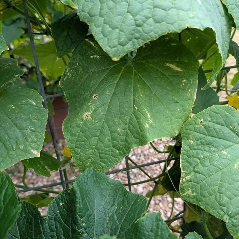 Spot Yellow Leaves Before Vines Stall Spot Yellow Leaves Before Vines Stall