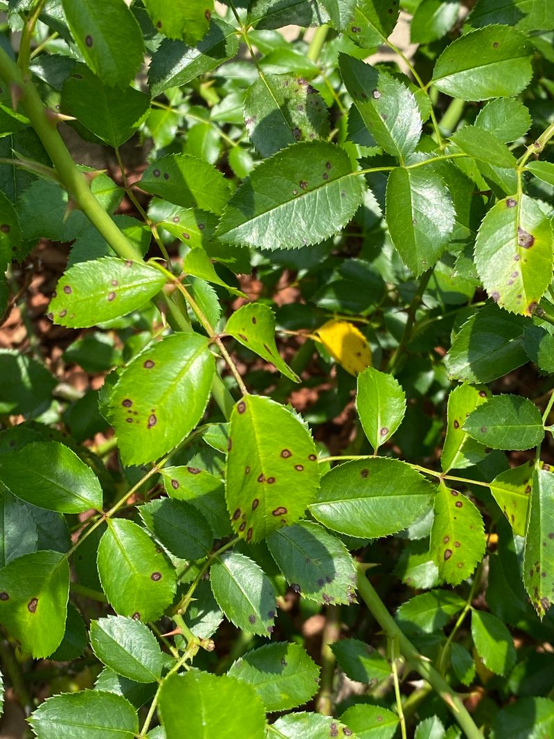 Spots Move Up The Plant
