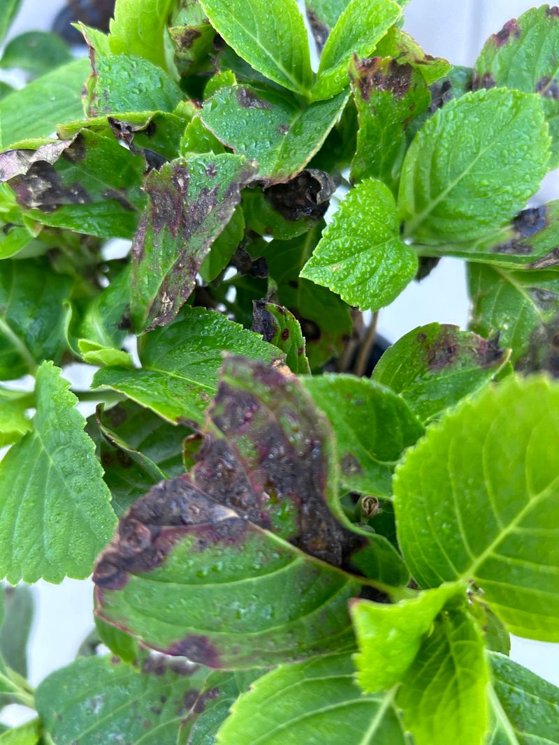 Spots Spreading After Wet Weather Spots Spreading After Wet Weather
