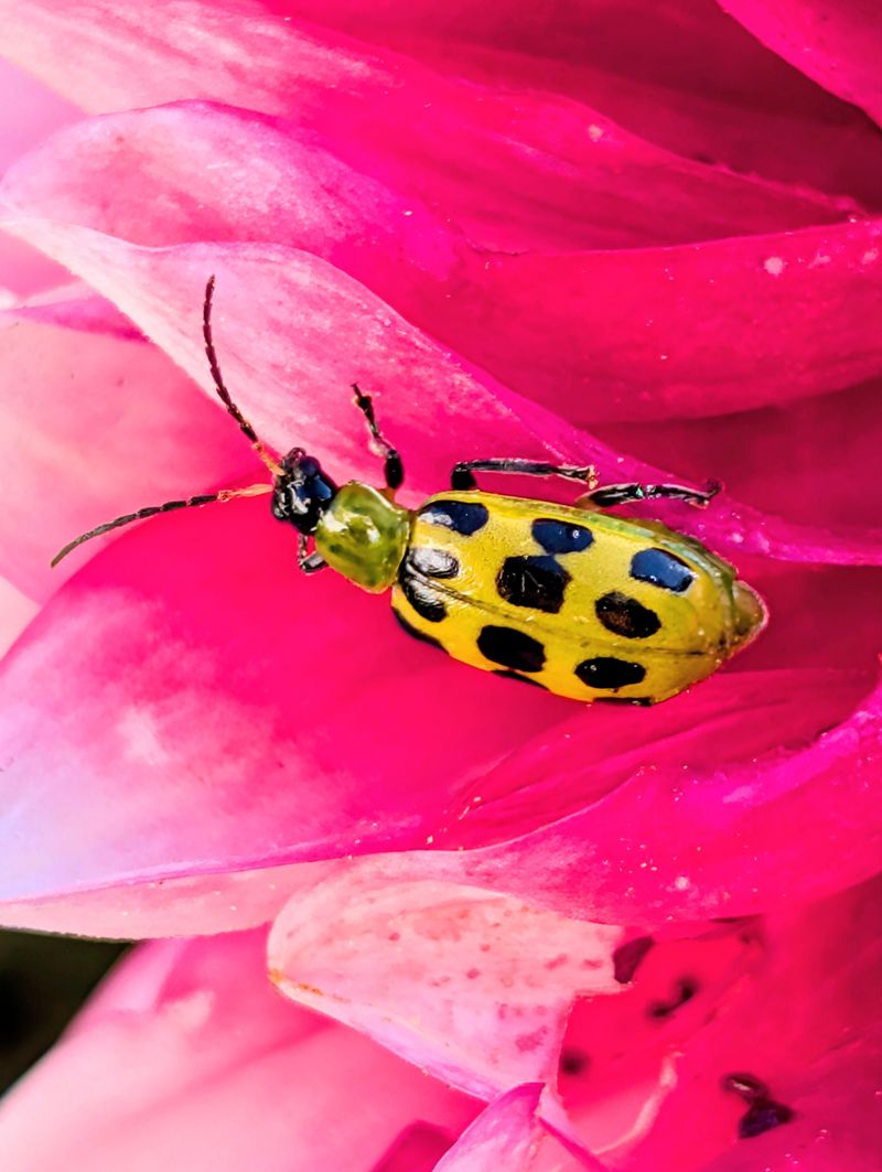 Spotted And Striped Beetles Need Different Attention