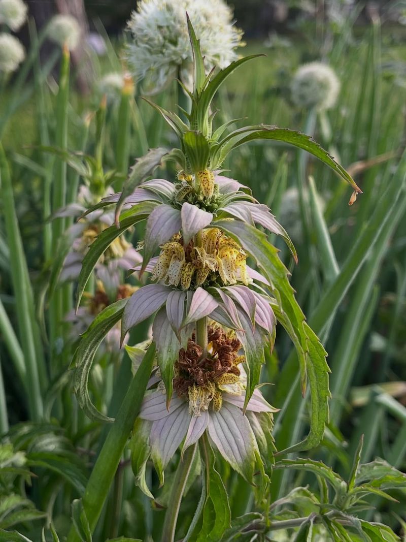Spotted Beebalm Adds Scent Without Heavy Cover