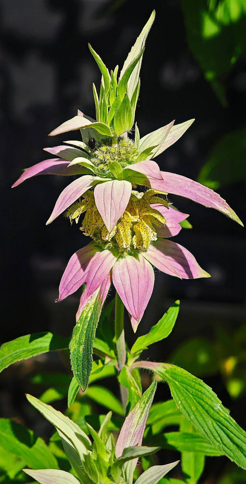 Spotted Beebalm Adds Shrubby Color To Dry Sunny Beds Spotted Beebalm Adds Shrubby Color To Dry Sunny Beds