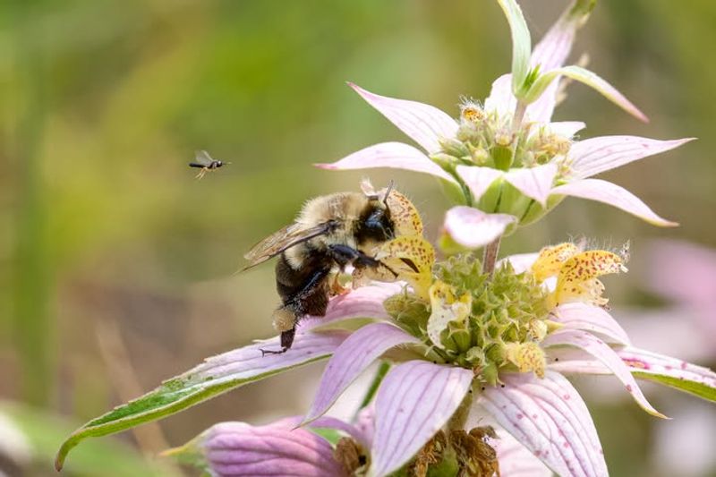 Spotted Beebalm Brings Buzz To Hot Sunny Beds
