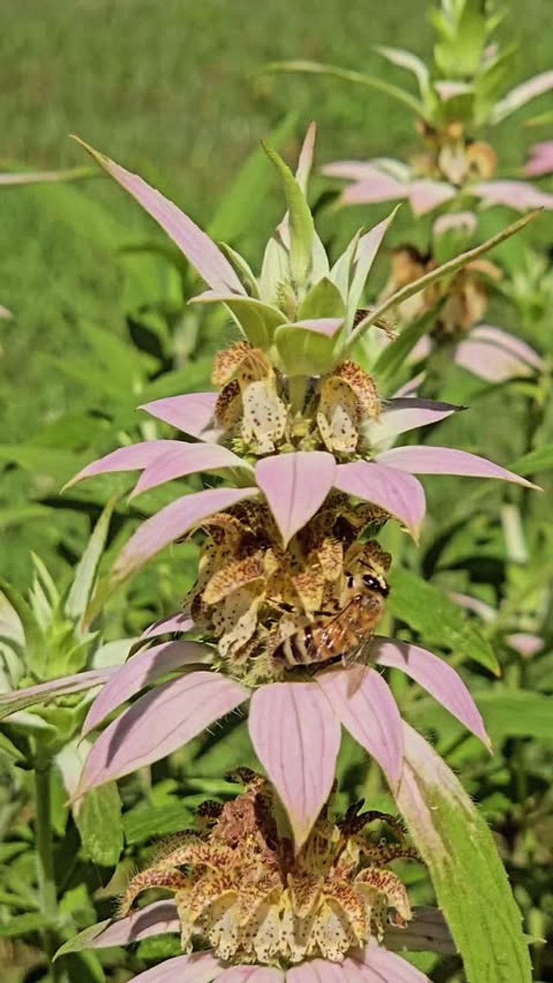 Spotted Beebalm Brings Pollinators Without Fussy Care