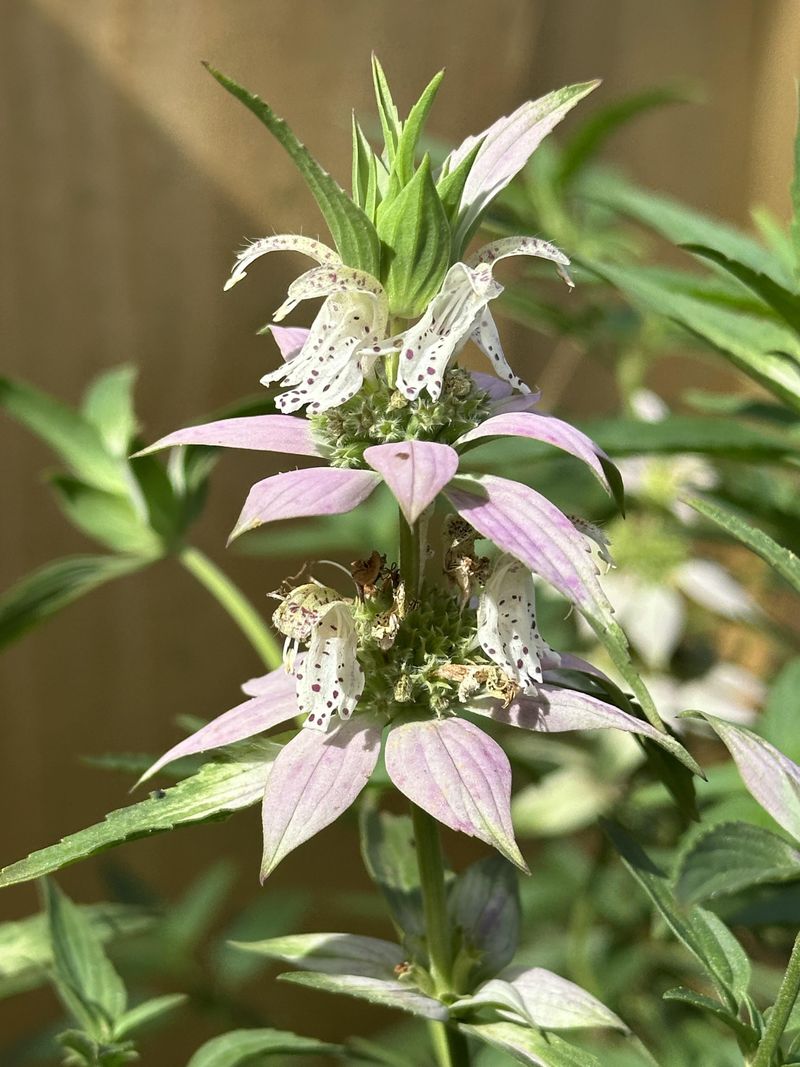 Spotted Beebalm Is The Native Plant Worth Knowing First Spotted Beebalm Is The Native Plant Worth Knowing First