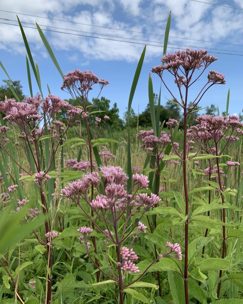 Spotted Joe-Pye Weed