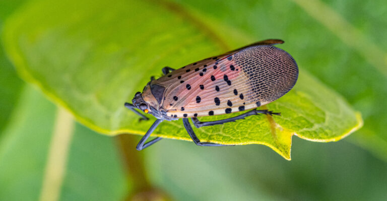 Spotted Lanternflies Are Showing Up In More Tennessee Yards Than Ever And Here Is Why