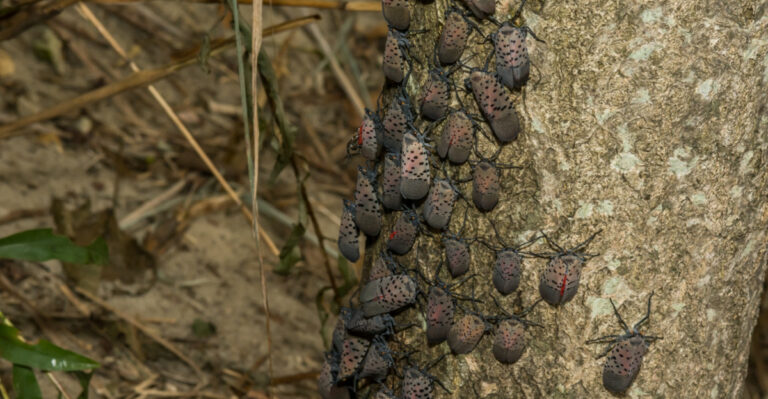 Spotted Lanternflies Are Spreading Across Virginia And This Is What To Do About It