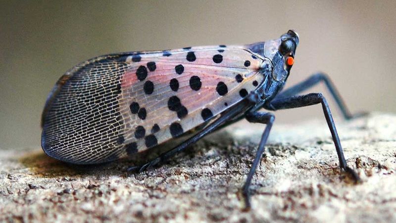 Spotted Lanternfly First Appeared In Pennsylvania