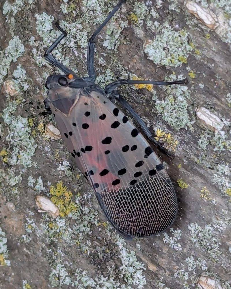 Spotted Lanternfly Populations Build Fast Spotted Lanternfly Populations Build Fast